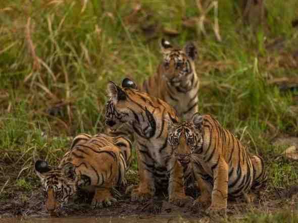 ratapani tiger reserve 