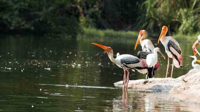 ratapani tiger reserve 