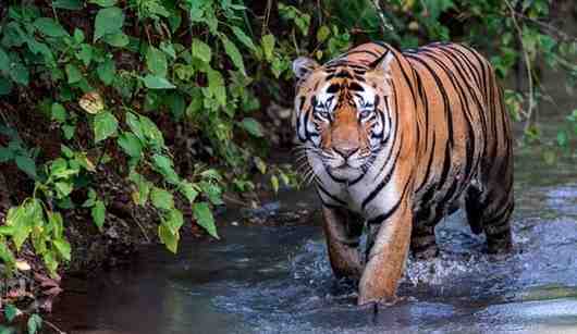 national animal- tiger 
