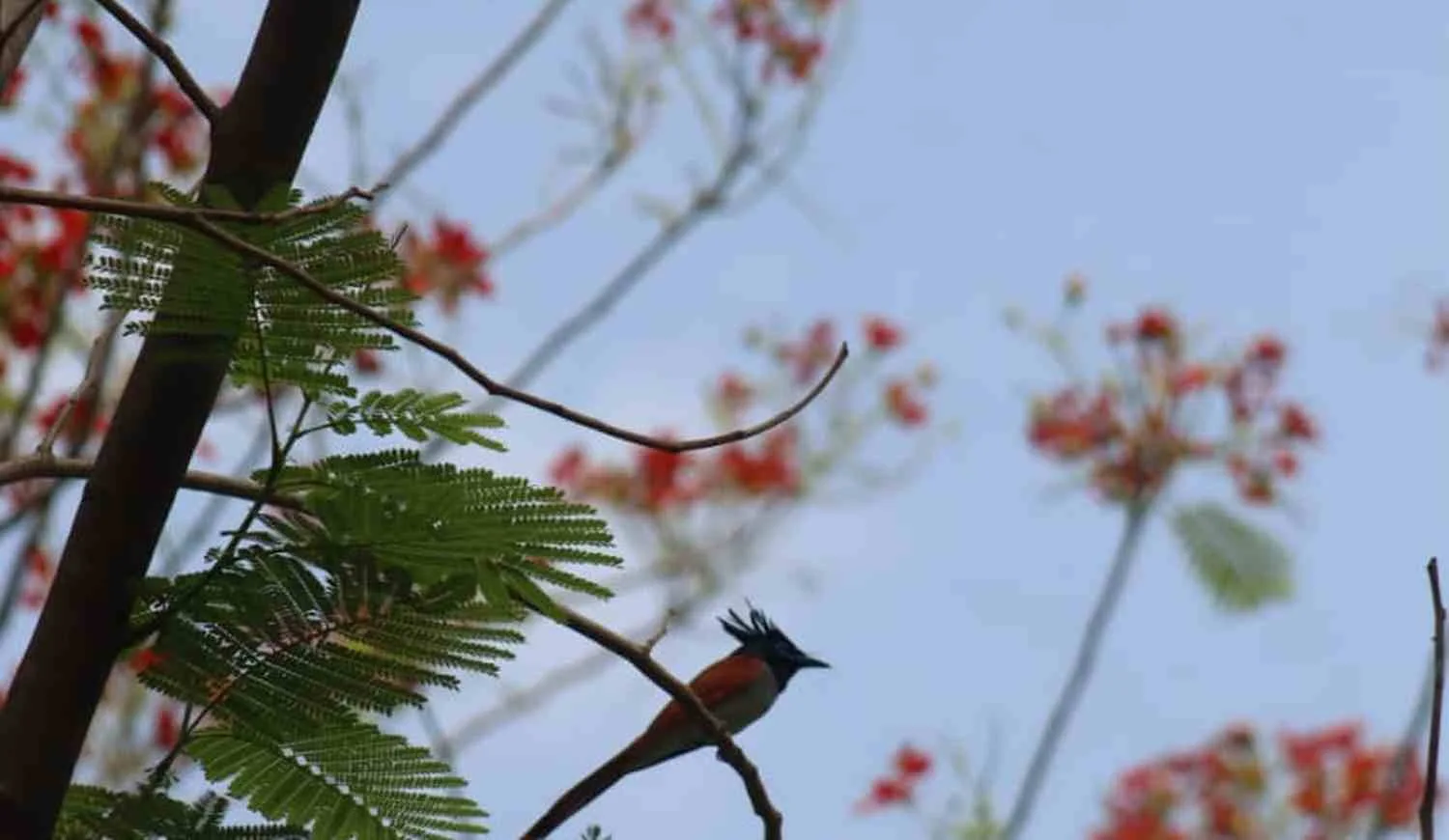 madhuban_blog_banner_1500x870.jpg