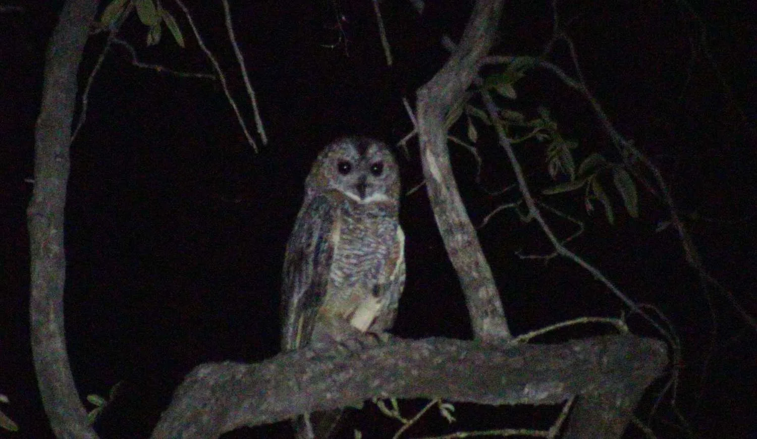 Madhuban_Owl_Banner_1500x870.jpg